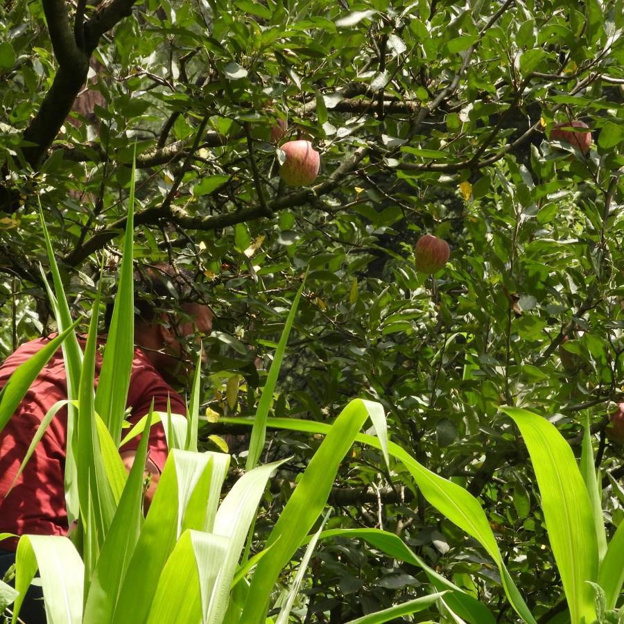 The Royal Orchard Kasol Hotell Eksteriør bilde